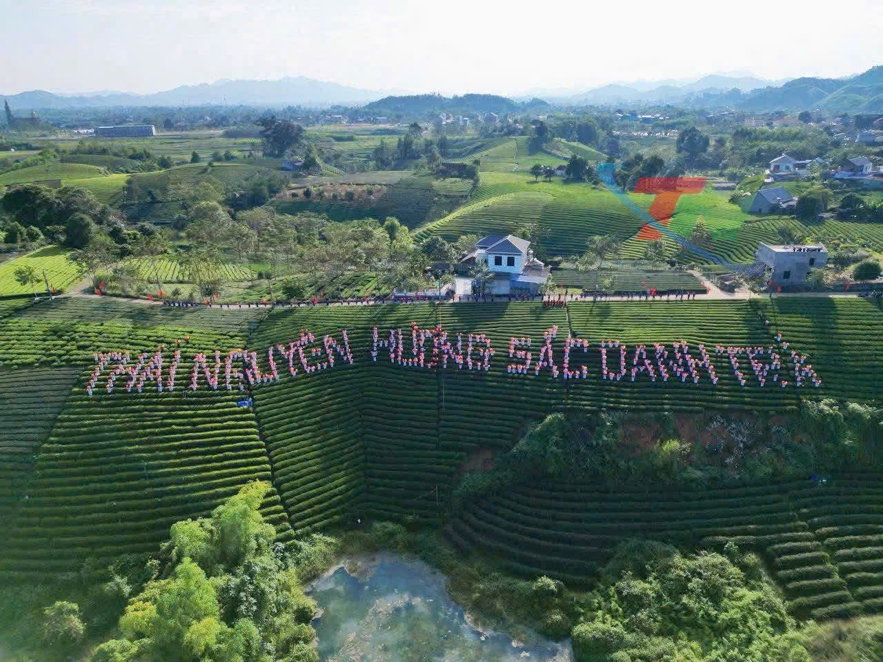 Trà Tân Cương Xuân Hồng 4